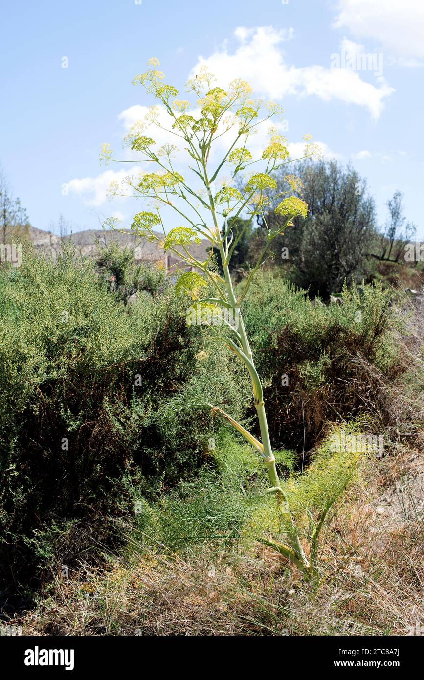 Il finocchio gigante (Ferula communis) è una pianta perenne originaria del bacino mediterraneo e dell'Africa orientale. È velenoso per le pecore. Questa foto è stata scattata in S. Foto Stock