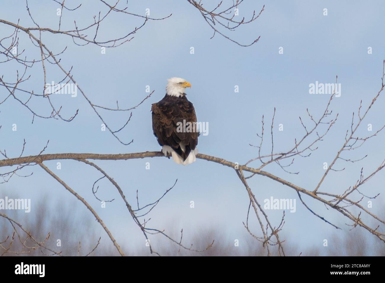 Bellissima aquila calva su un ramo d'albero Foto Stock