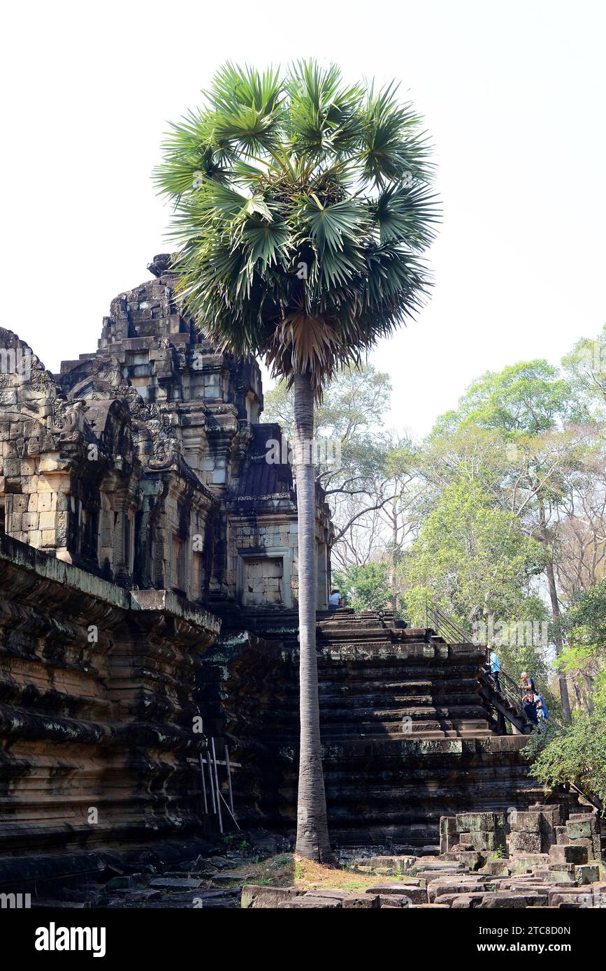 La palma di Palmira (Borassus flabellifer) è una palma originaria dell'Asia sudorientale. I suoi frutti e semi sono commestibili. Questa foto è stata scattata nel tempio di Bayon, Siem Foto Stock