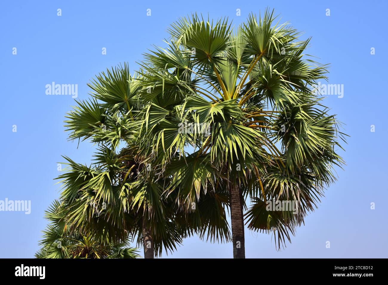 La palma di Palmira (Borassus flabellifer) è una palma originaria dell'Asia sudorientale. I suoi frutti e semi sono commestibili. Questa foto è stata scattata a Siem Reap, in Cambogia Foto Stock