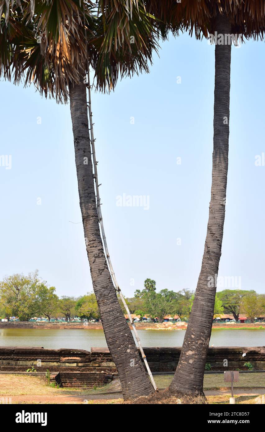 La palma di Palmira (Borassus flabellifer) è una palma originaria dell'Asia sudorientale. I suoi frutti e semi sono commestibili. Tronco con scala per accedere ai frutti. TH Foto Stock