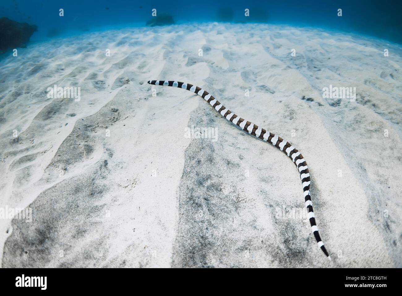 Serpente marino a strisce sul fondo sabbioso del mare nell'oceano tropicale Foto Stock