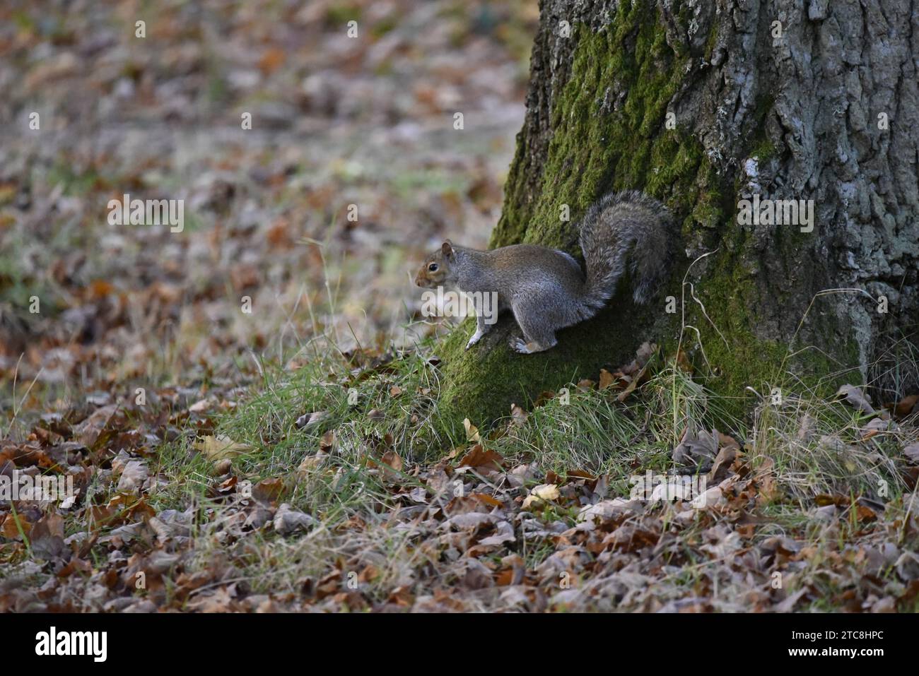 Scoiattolo grigio (Sciurus carolinensis) che si muove lungo la base di un tronco di albero Mossy verde a destra dell'immagine, arcata di coda, circondata da foglie autunnali, Regno Unito Foto Stock
