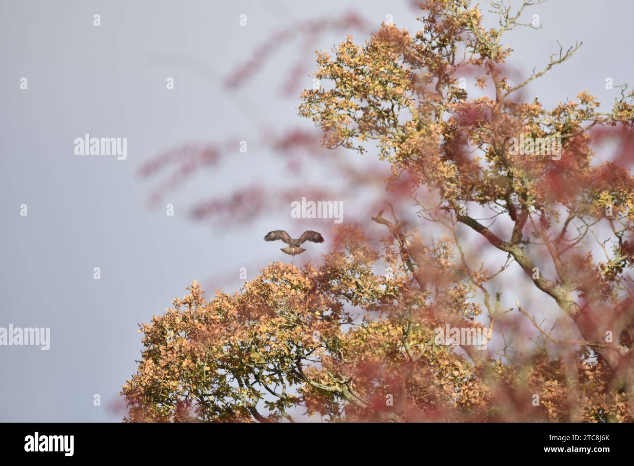 Immagine chiave di una buzzard comune (buteo buteo) che vola sopra le cime autunnali delle foglie in un soleggiato autunno nel Galles centrale, Regno Unito Foto Stock