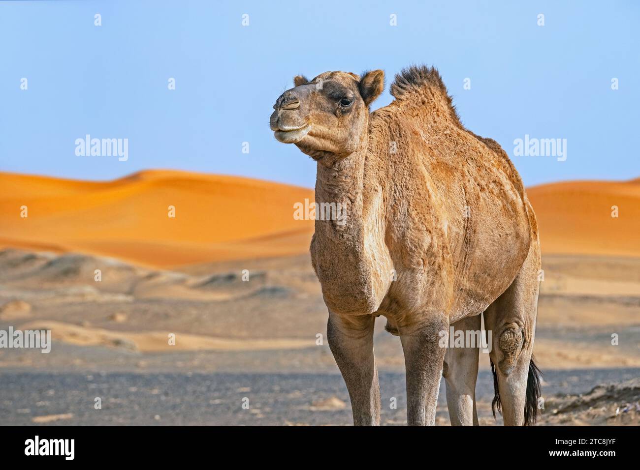 Cammello dromedario (Camelus dromedarius) a Erg Chebbi nel deserto del Sahara vicino a Merzouga, Drâa-Tafilalet, Errachidia, Marocco Foto Stock