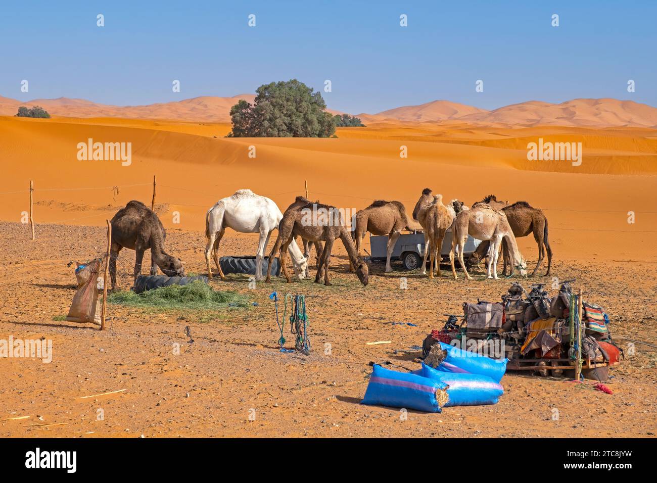 Cammelli dromedari alimentati con erba a Erg Chebbi nel deserto del Sahara vicino a Merzouga, Drâa-Tafilalet, Errachidia, Marocco Foto Stock