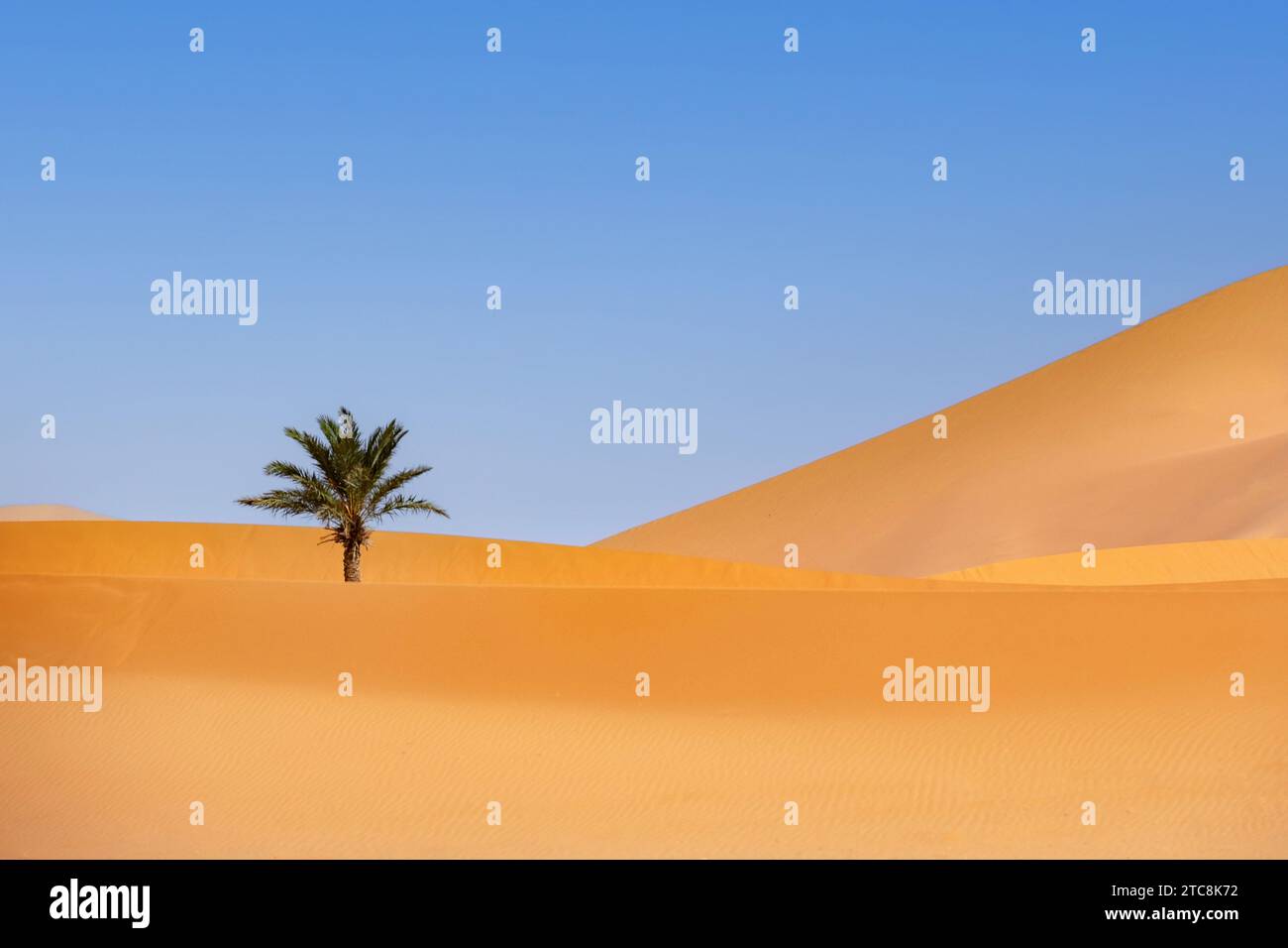 Palma da dattero (Phoenix dactylifera) nella duna di sabbia battuta dal vento di Erg Chebbi nel deserto del Sahara vicino a Merzouga, Drâa-Tafilalet, Errachidia, Marocco Foto Stock