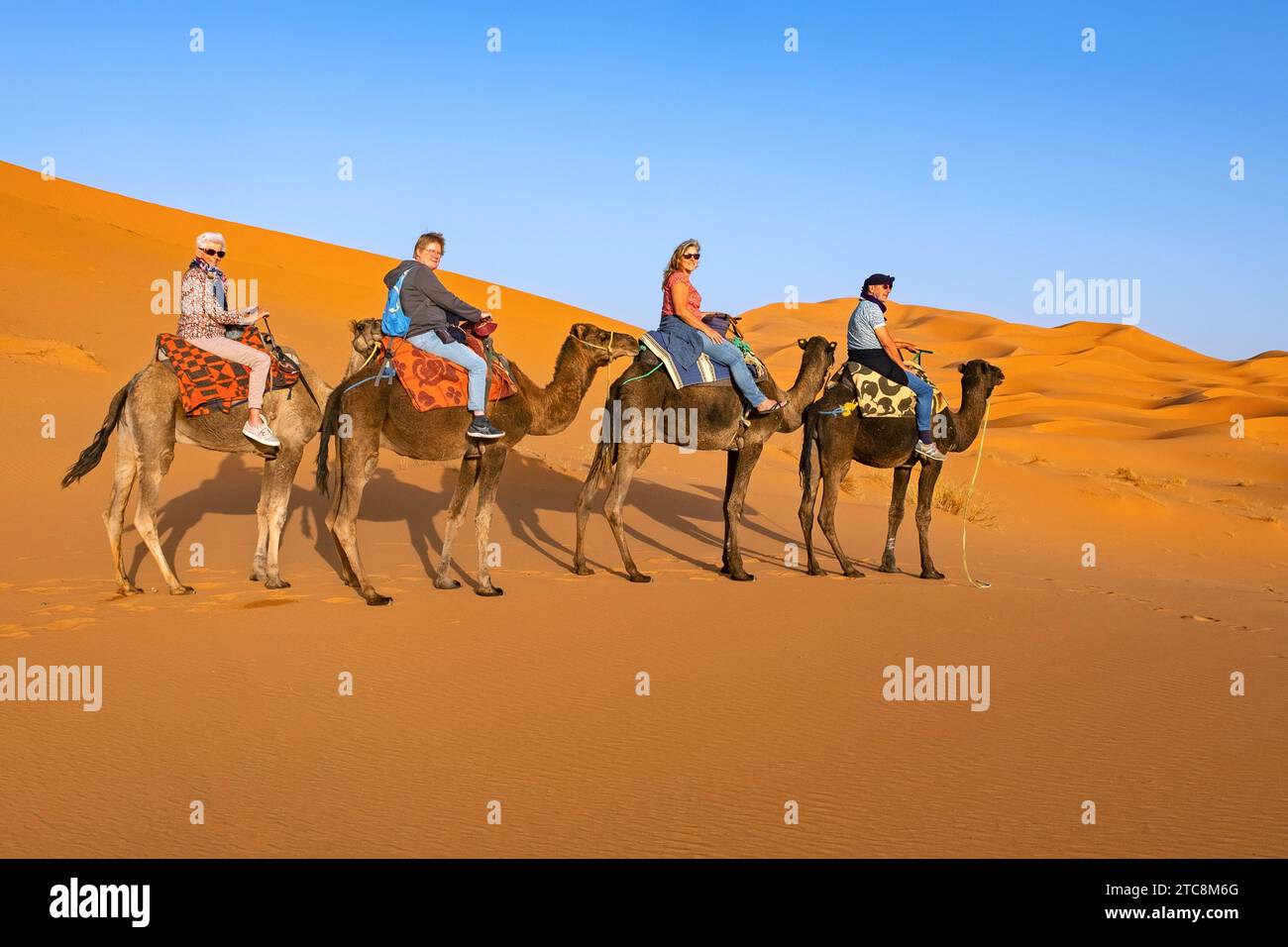 I turisti occidentali cavalcano cammelli dromedari nelle dune di sabbia di Erg Chebbi, deserto del Sahara vicino a Merzouga, Drâa-Tafilalet, Errachidia, Marocco Foto Stock