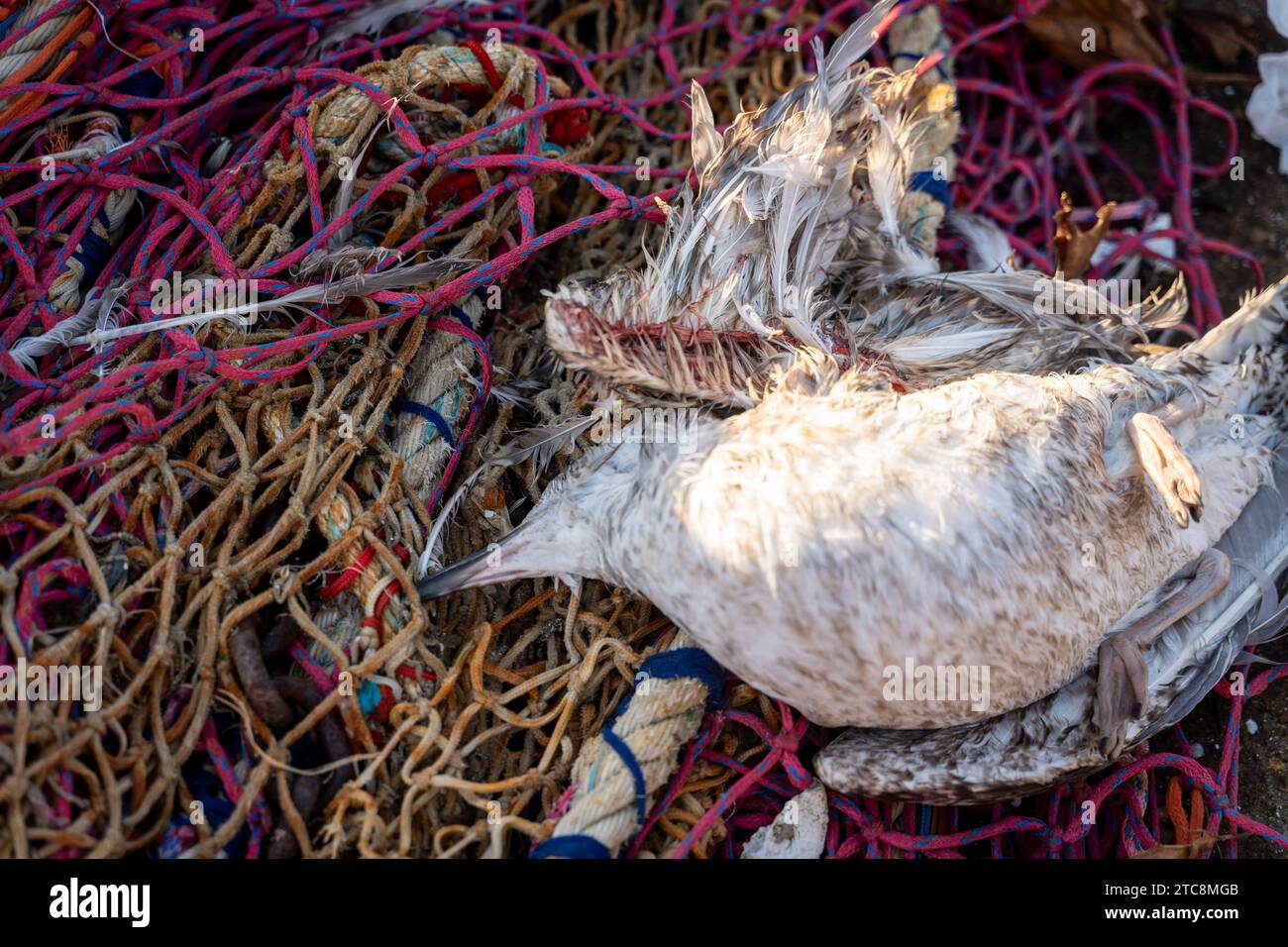 Le Havre, Francia - 6 dicembre 2023: Un gabbiano morto in una rete da pesca *** Eine tote Möve in einem Fischernetz Credit: Imago/Alamy Live News Foto Stock