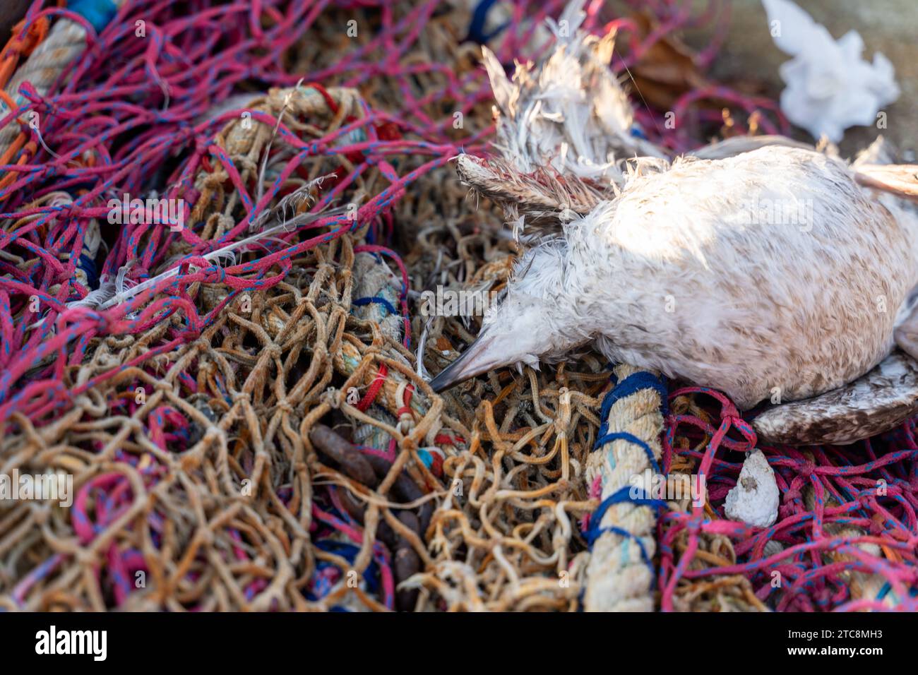 Le Havre, Francia - 6 dicembre 2023: Un gabbiano morto in una rete da pesca *** Eine tote Möve in einem Fischernetz Credit: Imago/Alamy Live News Foto Stock