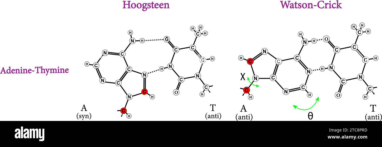 Confronto tra coppie di basi Hoogsteen e Watson-Crick.illustrazione vettoriale. Illustrazione Vettoriale
