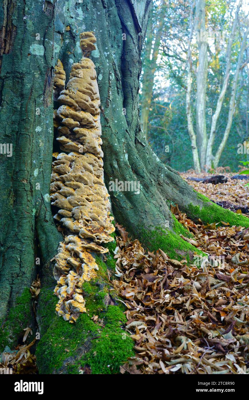 Un tipo di funghi a staffa che crescono sul tronco di un albero di carpino. Foto Stock