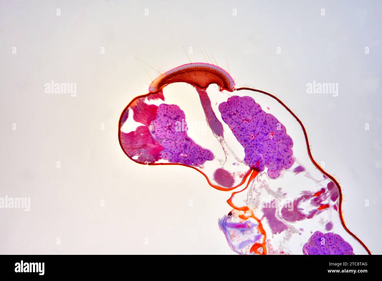 Testa di insetto, sezione trasversale che mostra cervello, occhi composti, nervo ottico e cuticola. Microscopio leggero X50 con larghezza di 10 cm. Foto Stock