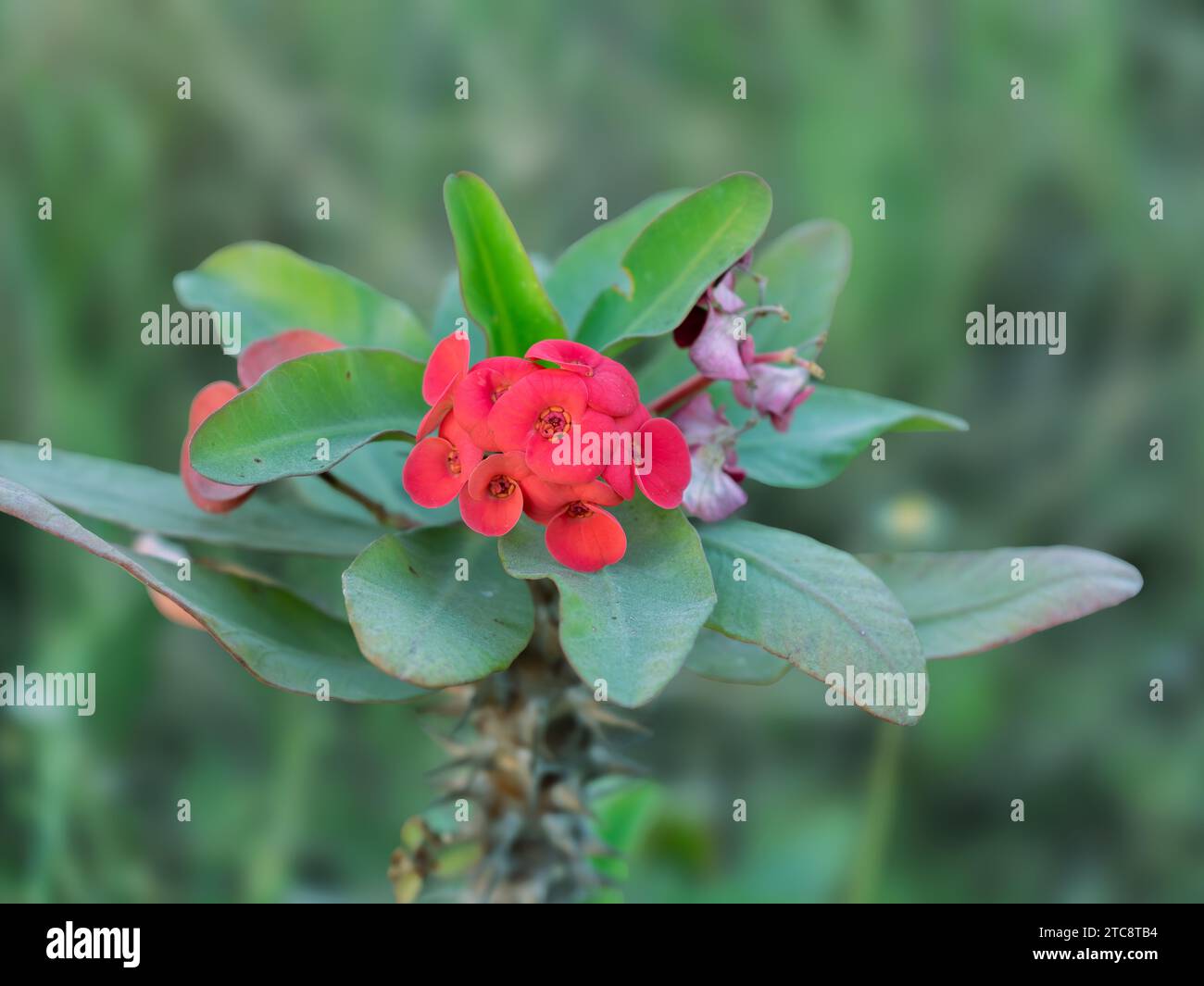 Flowers Image per la pubblicità (immagine floreale per il sito web, documentario, produzione di film e tutti gli altri scopi di marketing. Immagine di fiori rossi . Foto Stock