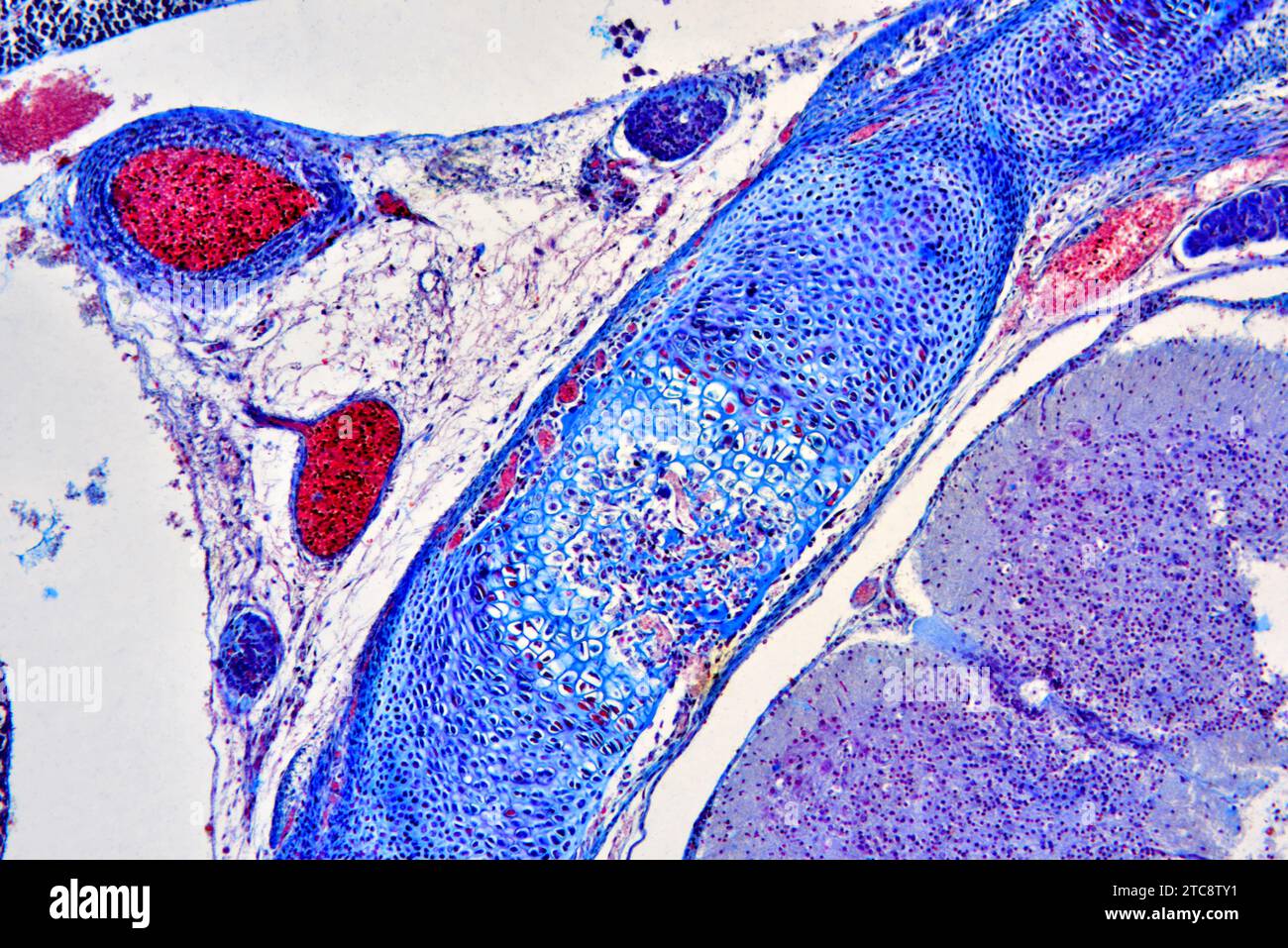 Tessuto cartilagineo che commuta il tessuto osseo nell'embrione di topo. Microscopio leggero X150 con larghezza di 10 cm. Foto Stock