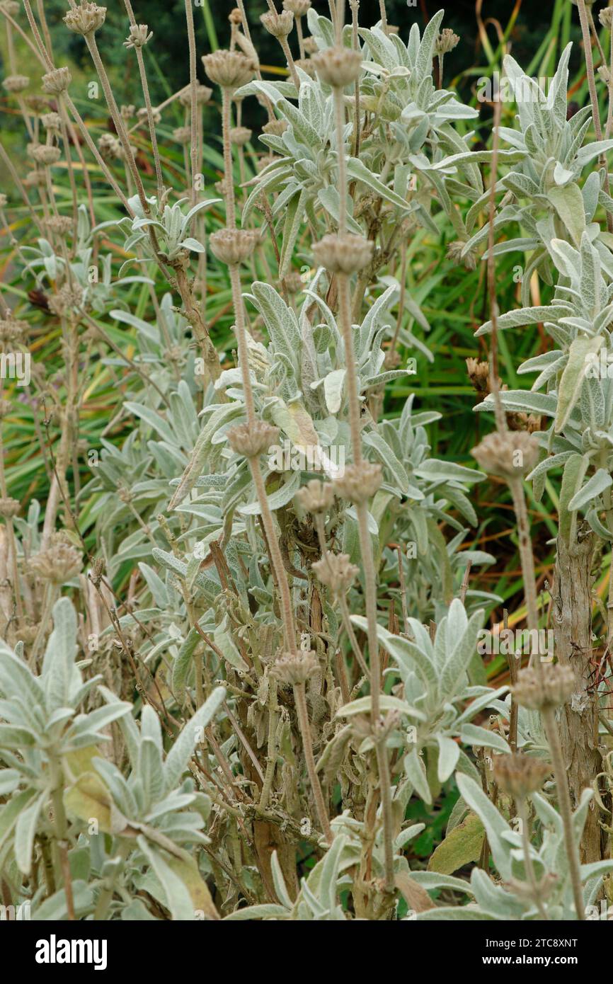 Phlomis italica pianta dopo fioritura. Phlomis italica After Bloom – teste di seme di salvia rosa di Gerusalemme e foliagine. Fiori secchi di Phlomis italica AF Foto Stock