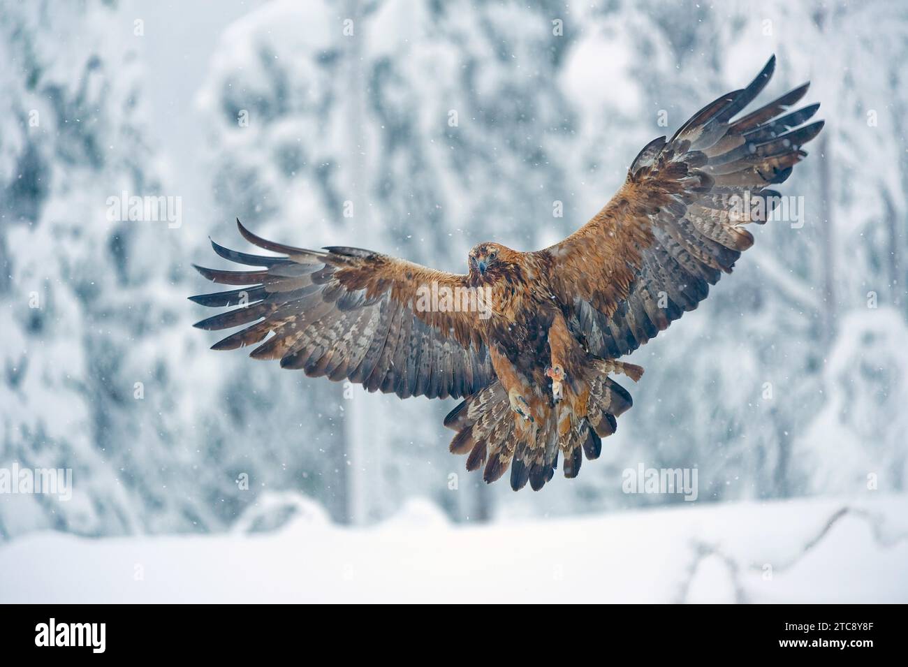 L'aquila reale (Aquila chrysaetos) si avvicina, le ali si spalancano, le gambe tese, l'inverno, il gruppo di alberi innevati dietro, la Finlandia settentrionale, la Finlandia Foto Stock