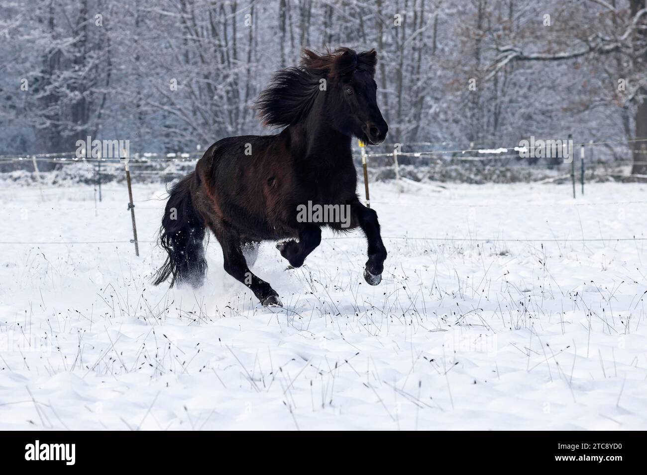 Cavallo islandese (Equus islandicus) galoppa sopra i pascoli invernali nella neve, gelding, Schleswig-Holstein, Germania Foto Stock