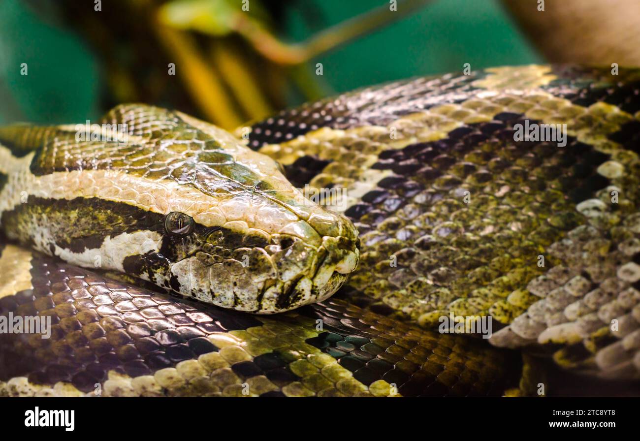 Testa e occhio grande serpente anaconda da primo piano Foto Stock