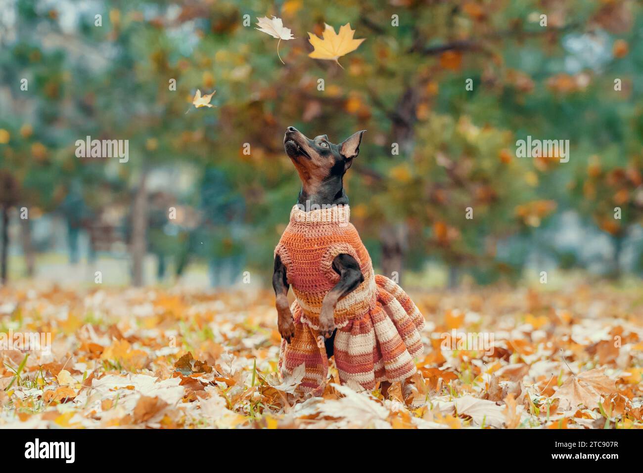 Un cane pinscher in miniatura con un abito a maglia a righe guarda le foglie autunnali che cadono Foto Stock