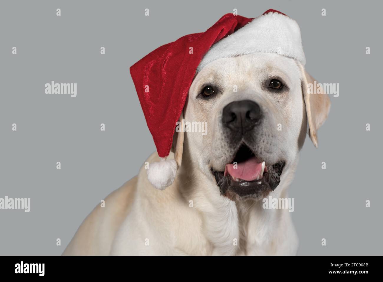 Fawn labrador in un cappello di Babbo Natale su uno sfondo grigio dello studio Foto Stock