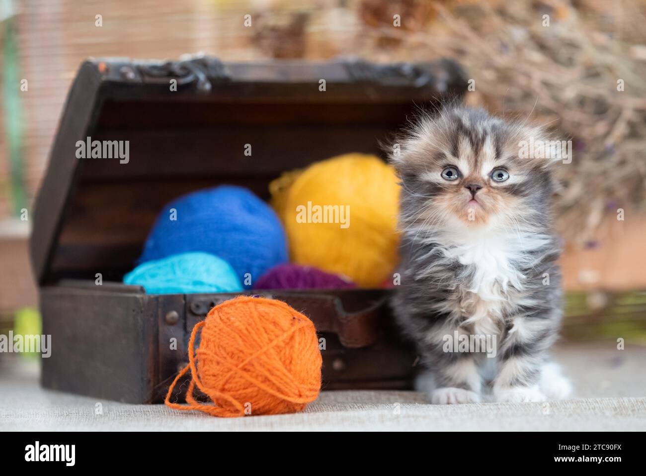 Divertente gattino tricolore scozzese a pieghe vicino al torace decorativo con palle di lana multicolore su sfondo rustico Foto Stock
