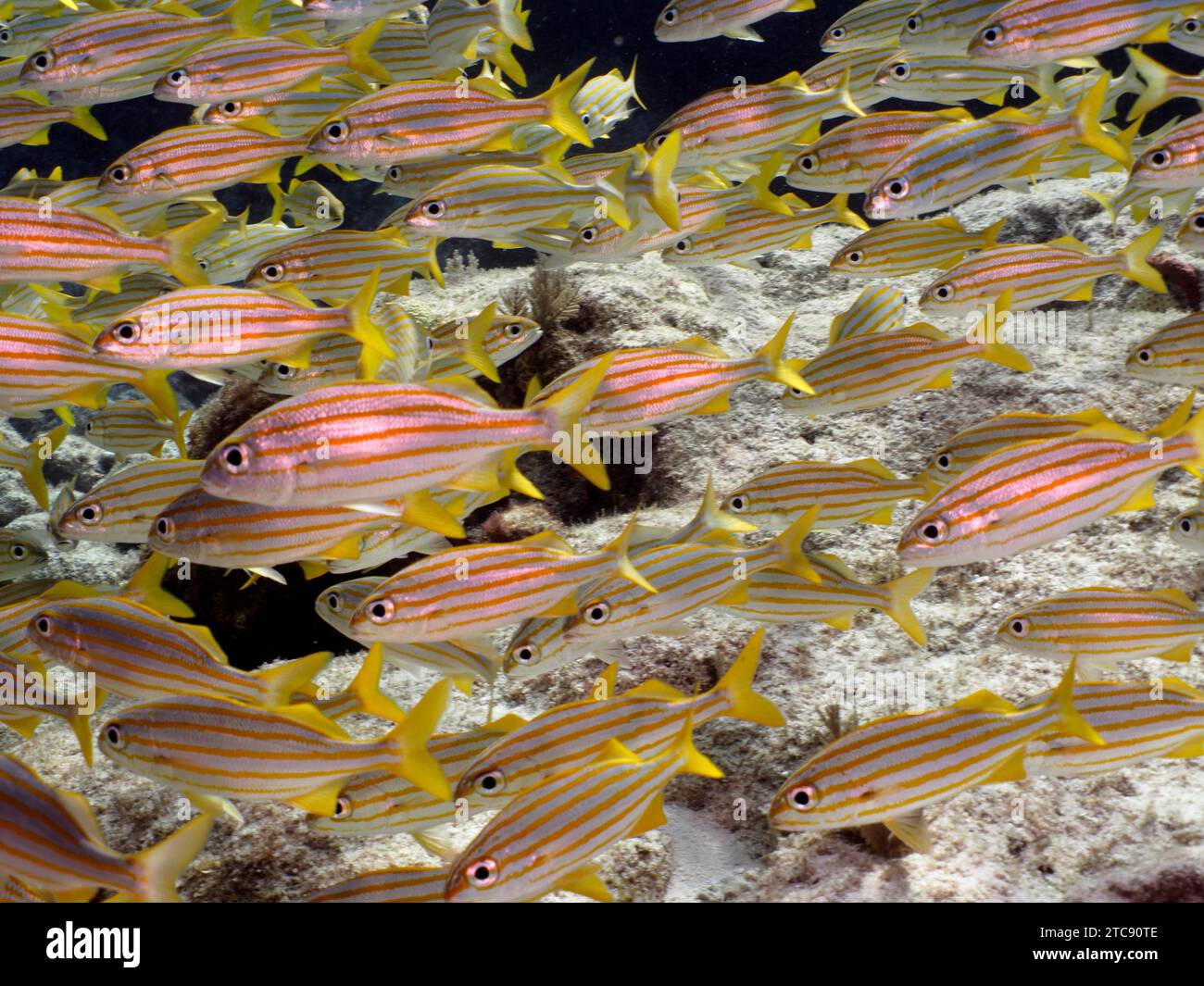 Shoal, gruppo di grunt francesi (Haemulon flavolineatum), sito di immersione John Pennekamp Coral Reef State Park, Key largo, Florida Keys, Florida, USA, nord Foto Stock