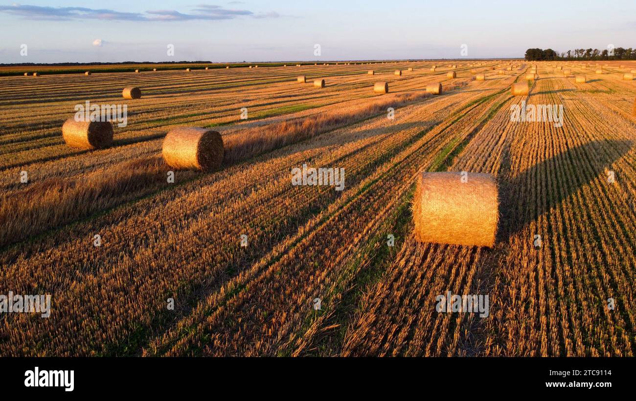 Molte balle di paglia di grano ritorte in rotoli con ombre lunghe dopo la raccolta del grano si trovano sul campo durante l'alba al tramonto. Volare sulle balle di paglia rotola sul campo. Vista aerea con droni. Paesaggio agricolo Foto Stock