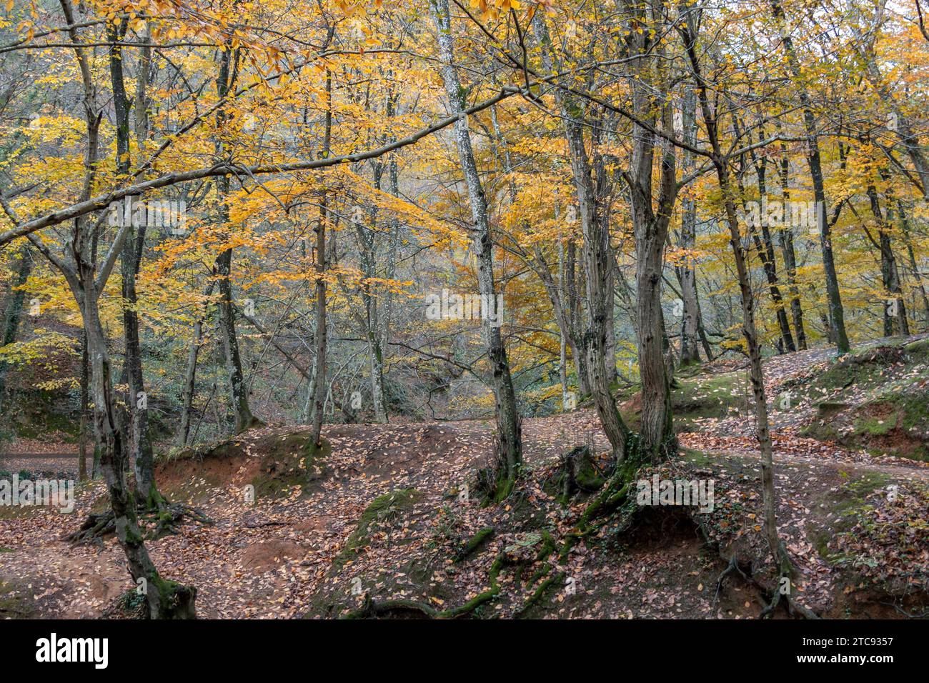 Colori dell'autunno nella foresta di Belgrado nel distretto di Sariyer di Istanbul, Turchia Foto Stock