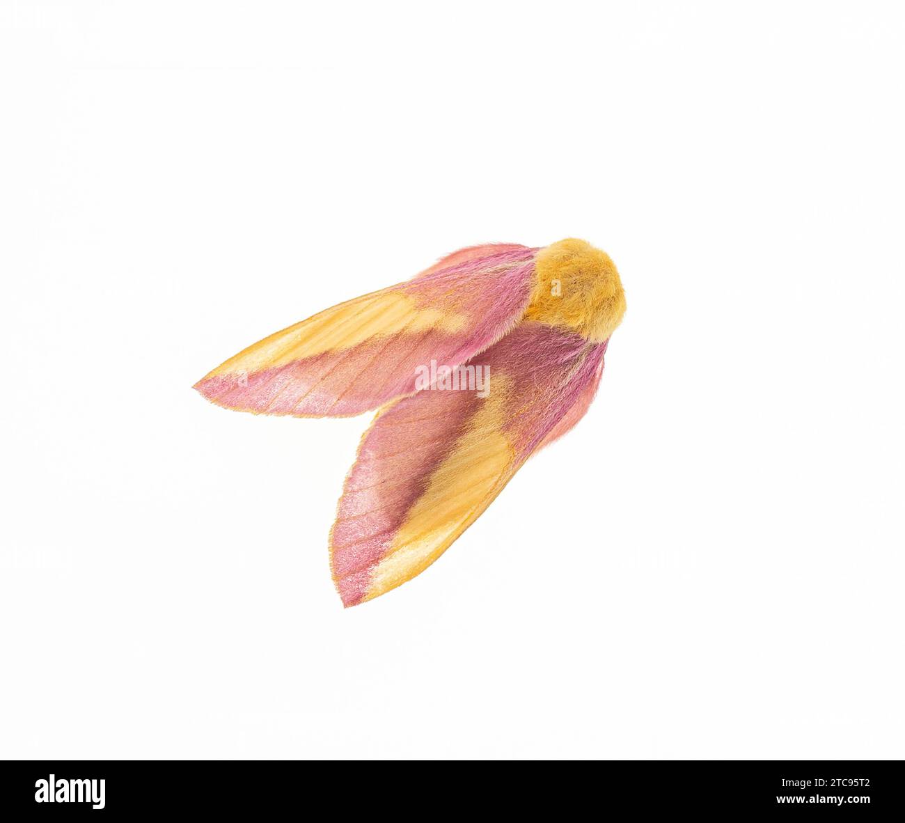 Macro di una falena d'acero rosato ( dryocampa rubicunda). Vista dall'alto su sfondo bianco. Foto Stock