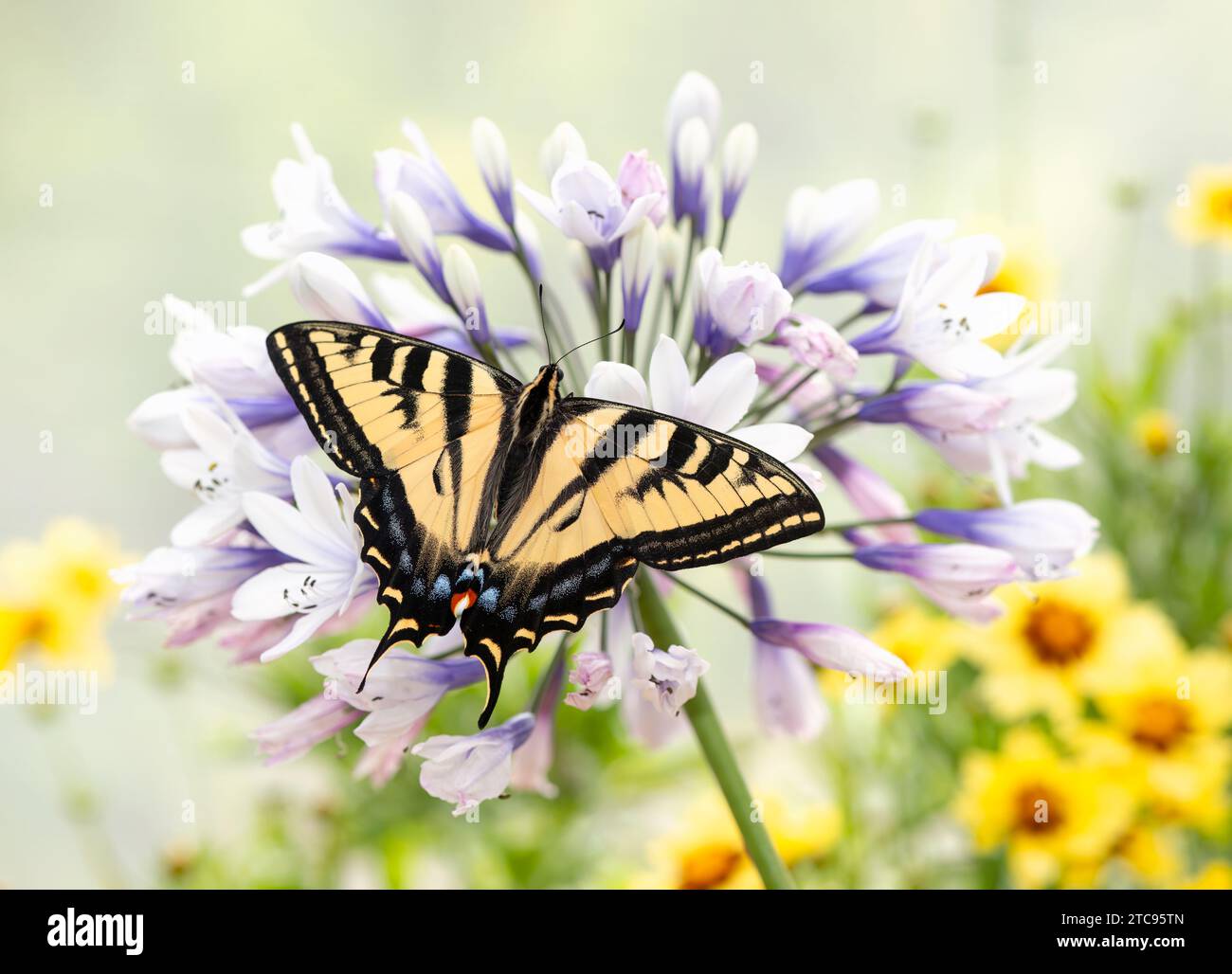 Macro di una tigre occidentale farfalla a coda di rondine (papilio rutulus) su un fiore di agapanto. Vista dall'alto con le ali aperte. Foto Stock