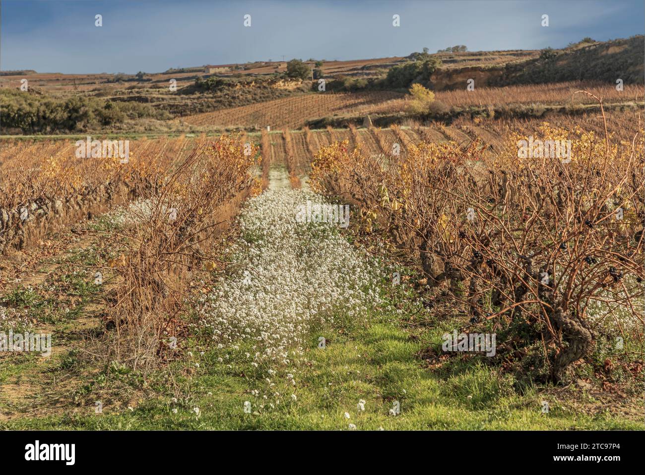 Marrone dorato del sole di inizio inverno che illumina i vigneti della regione di Rioja Foto Stock