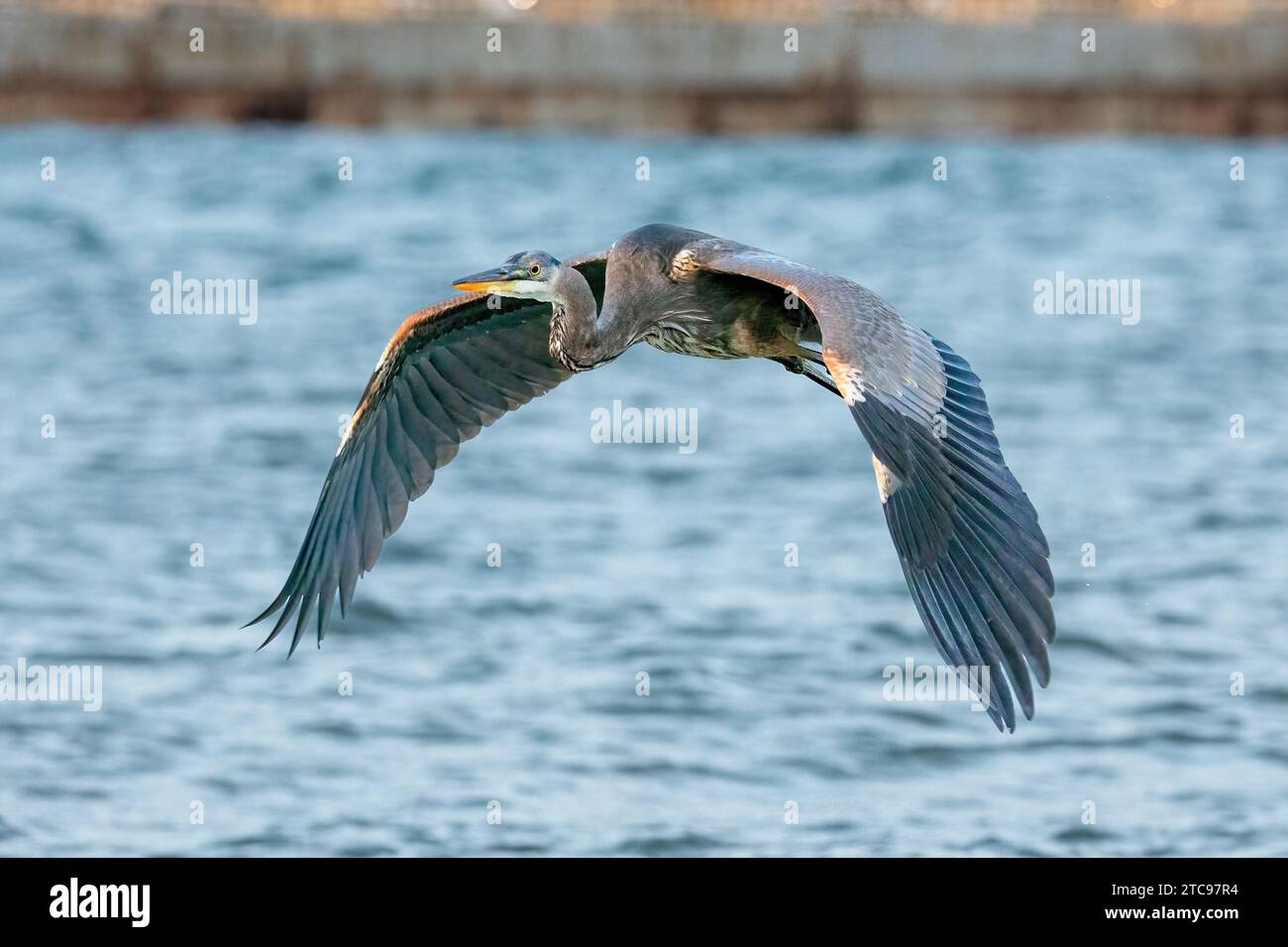 Un Airone cenerino si diffonde le sue ali ampia mentre volare basso al suolo. Foto Stock