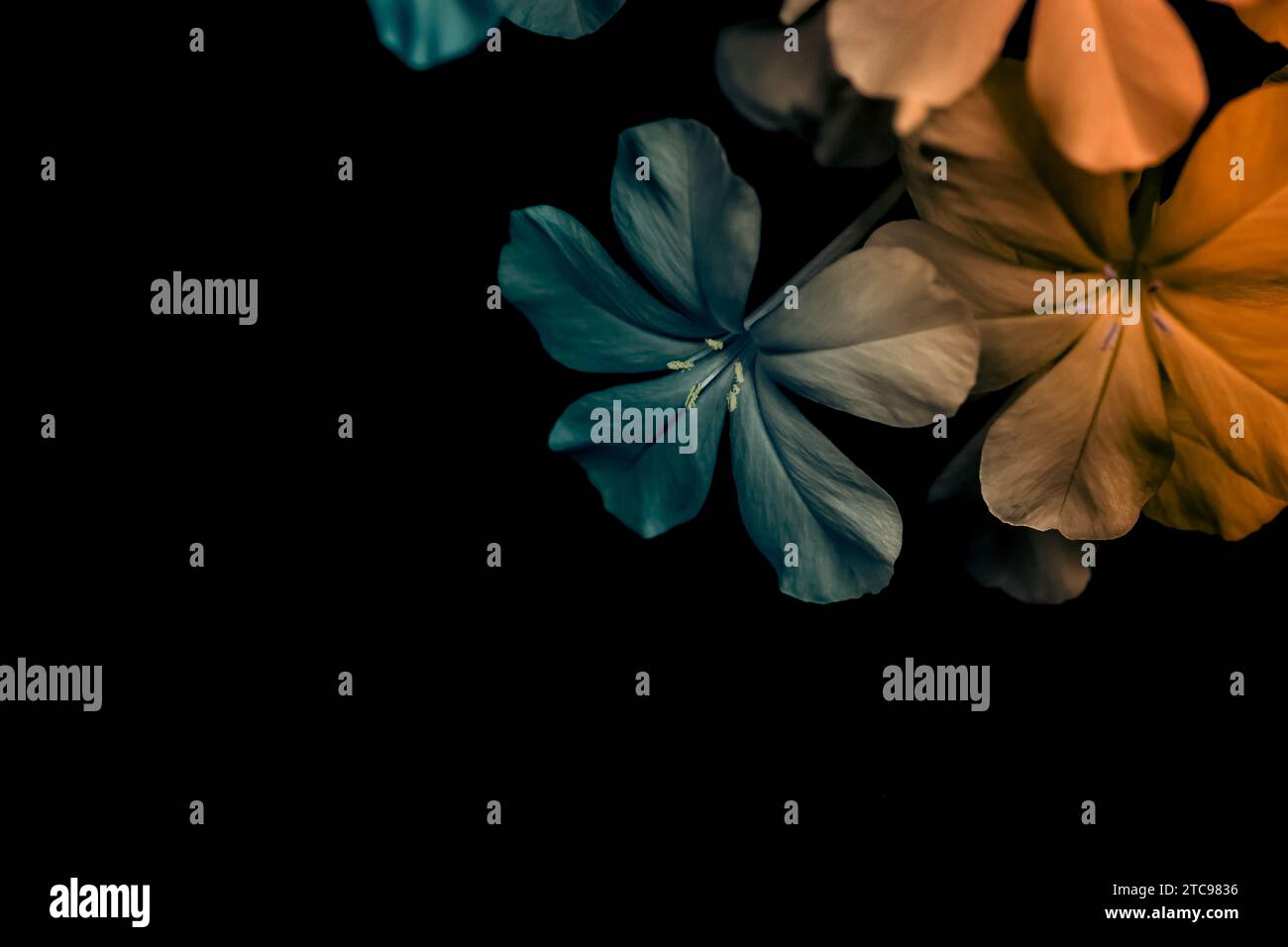 Una vivace esposizione di cinque fiori distinti con sfumature di giallo, rosa, blu, viola e bianco su uno sfondo nero a contrasto Foto Stock