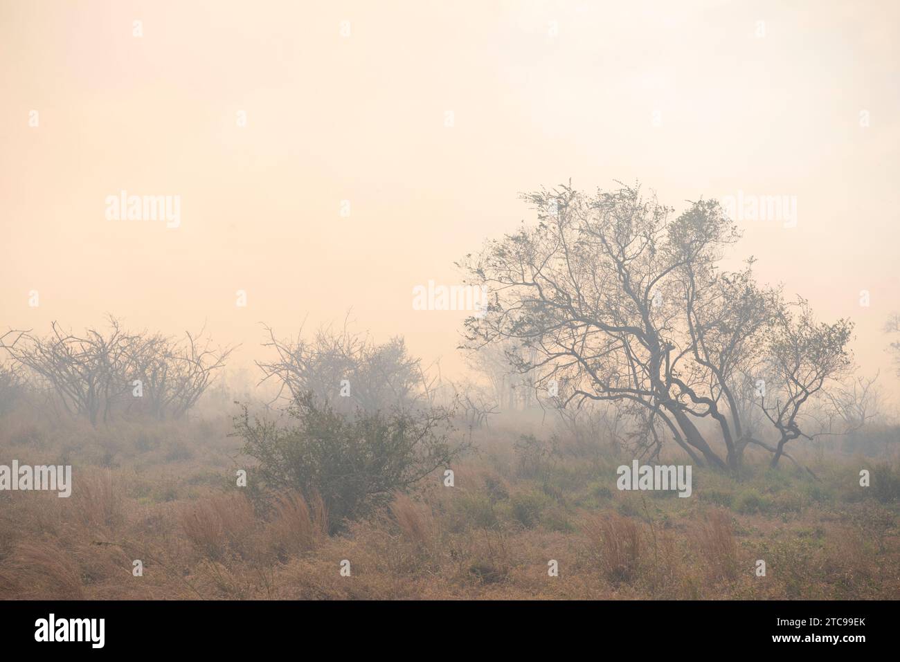 Un incendio controllato nel Parco Nazionale di Kruger Foto Stock