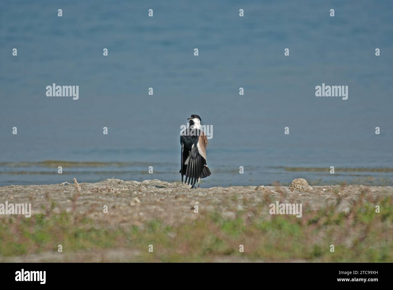 Fiamma alato di sperone (Vanellus spinosus) in comportamento riproduttivo vicino a un lago. Foto Stock