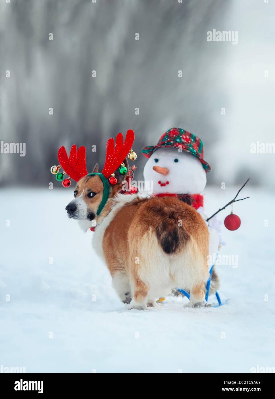 Carini corgi natalizi in corna di renne con pupazzi di neve nel parco invernale Foto Stock