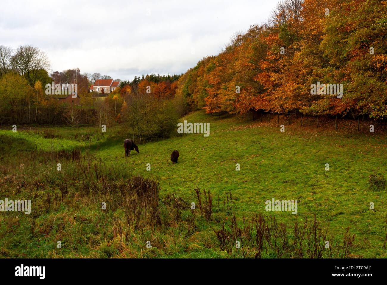 Erba ancora verde per i cavalli mentre gli alberi assumono i molti colori dell'autunno. Nella chiesa di fondo del Medioevo nel villaggio di Ska Foto Stock