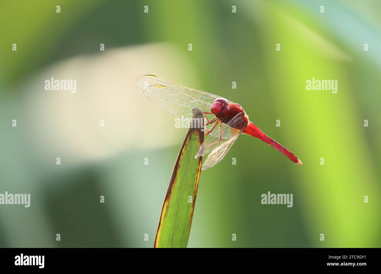 Scarlet Dragonfly è una specie comune nell'Europa meridionale e in tutta l'Africa. Si trova anche in tutta l'Asia occidentale fino alla Cina meridionale. Foto Stock