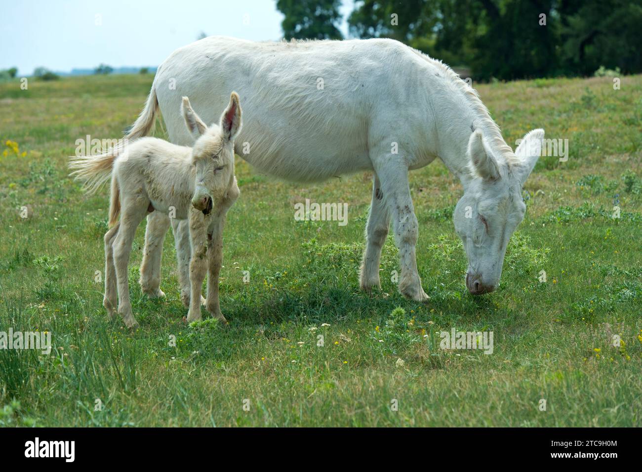 Mare with Foal of the Austro-Hungarian White Baroque Donkey (Equus asinus asinus), Fertő Cultural Landscape, Ungheria Foto Stock