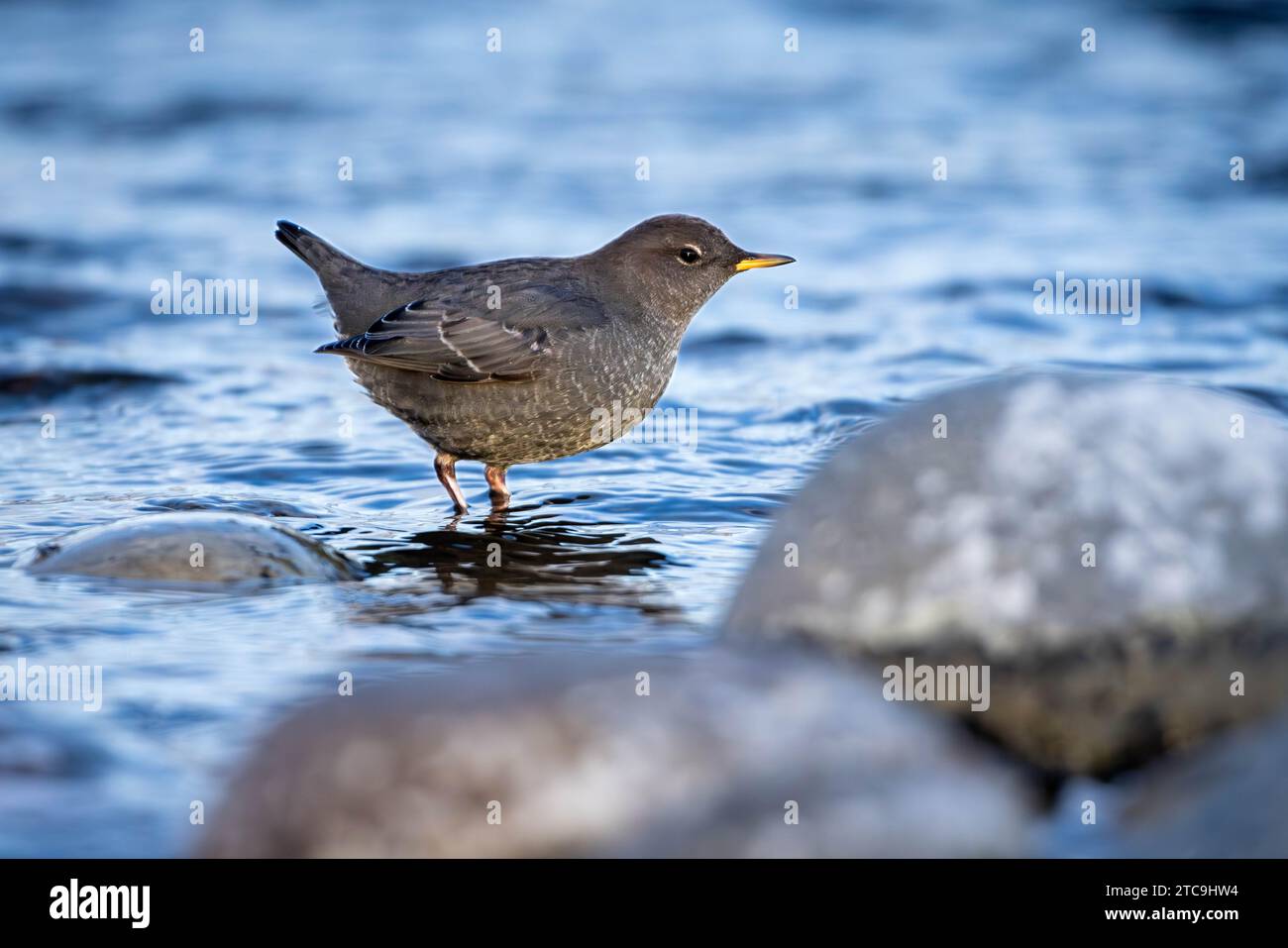 Un tupper americano a caccia di cibo nel fiume Snake. Emily Stevens Pond, Wyoming Foto Stock