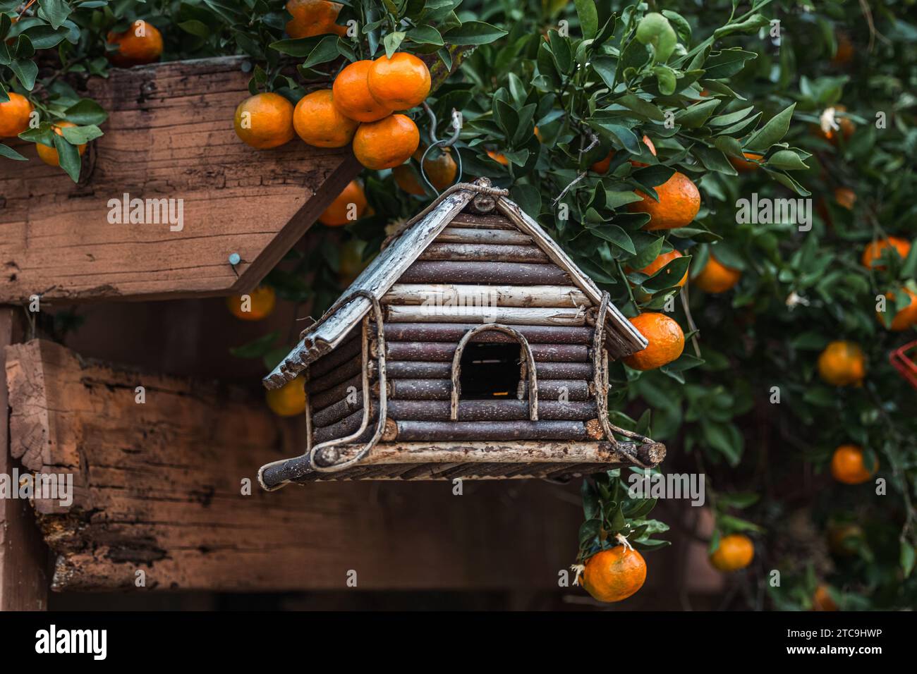 Un albero di satsuma clementine arancione che fiorisce con frutta nella stagione invernale con un birdhouse rustico in legno Foto Stock