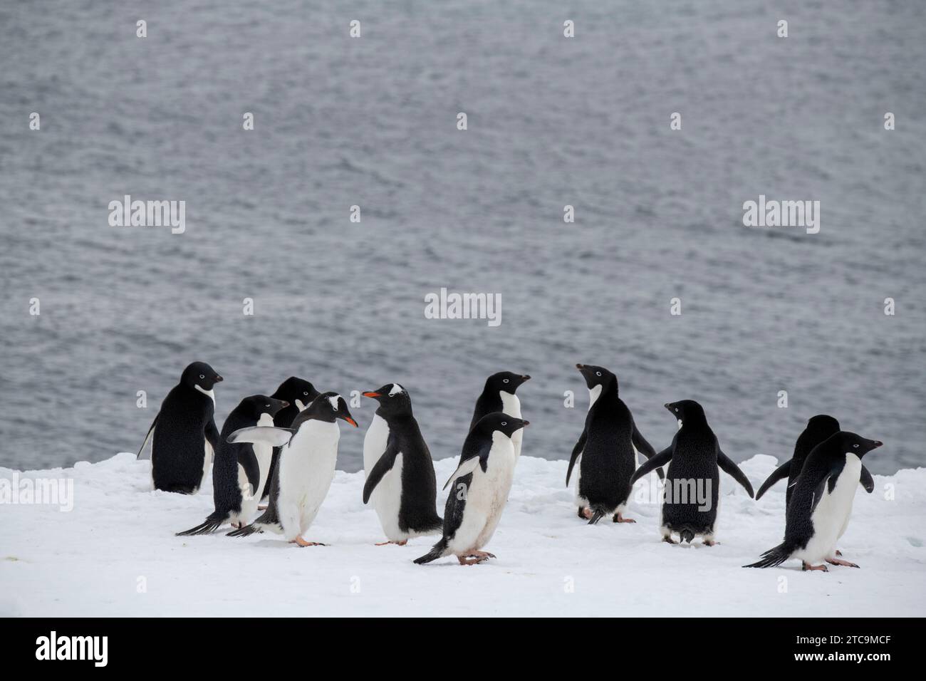 Antartide, Brown Bluff. Pinguini di Adelie (Pygoscelis adeliae) e Gentoo (Pygoscelis papua) sulla neve. Foto Stock