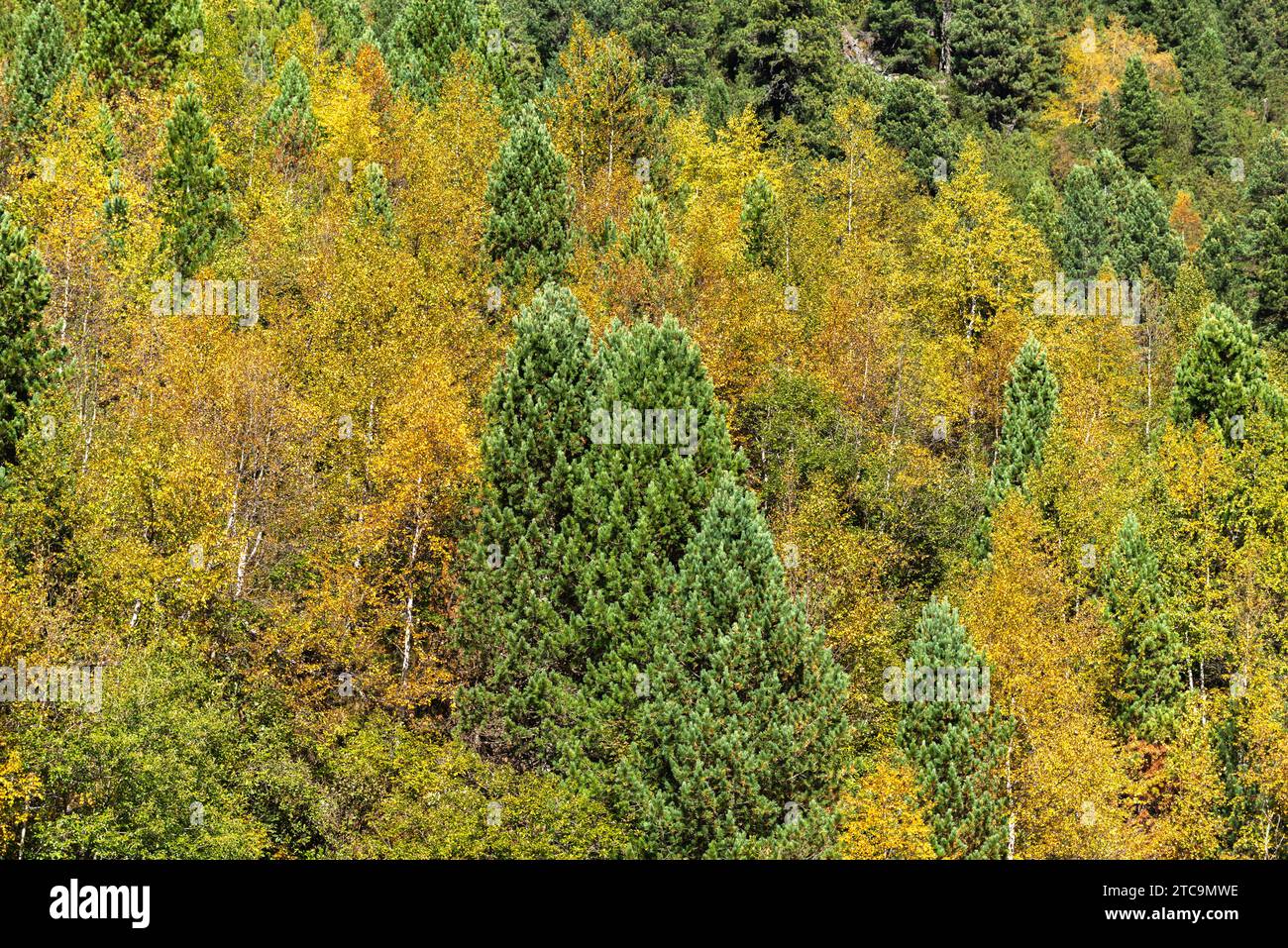 Colorazione autunnale nei boschi del bacino idrico Schlegeisspeicher, Zillertal, Tirolo, Alpi dello Zillertal, Austria, Europa Foto Stock