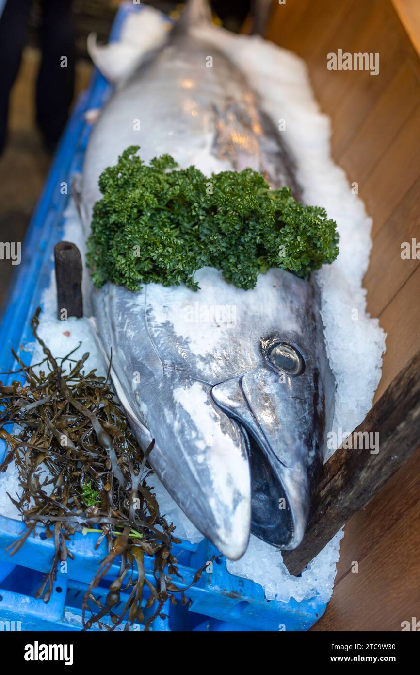 Tonno intero fresco crudo su ghiaccio tritato sul mercato. Vista dall'alto con spazio Foto Stock