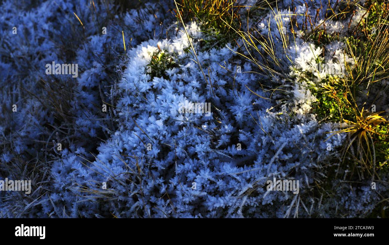 Neve su erba luce minima. Foto Stock