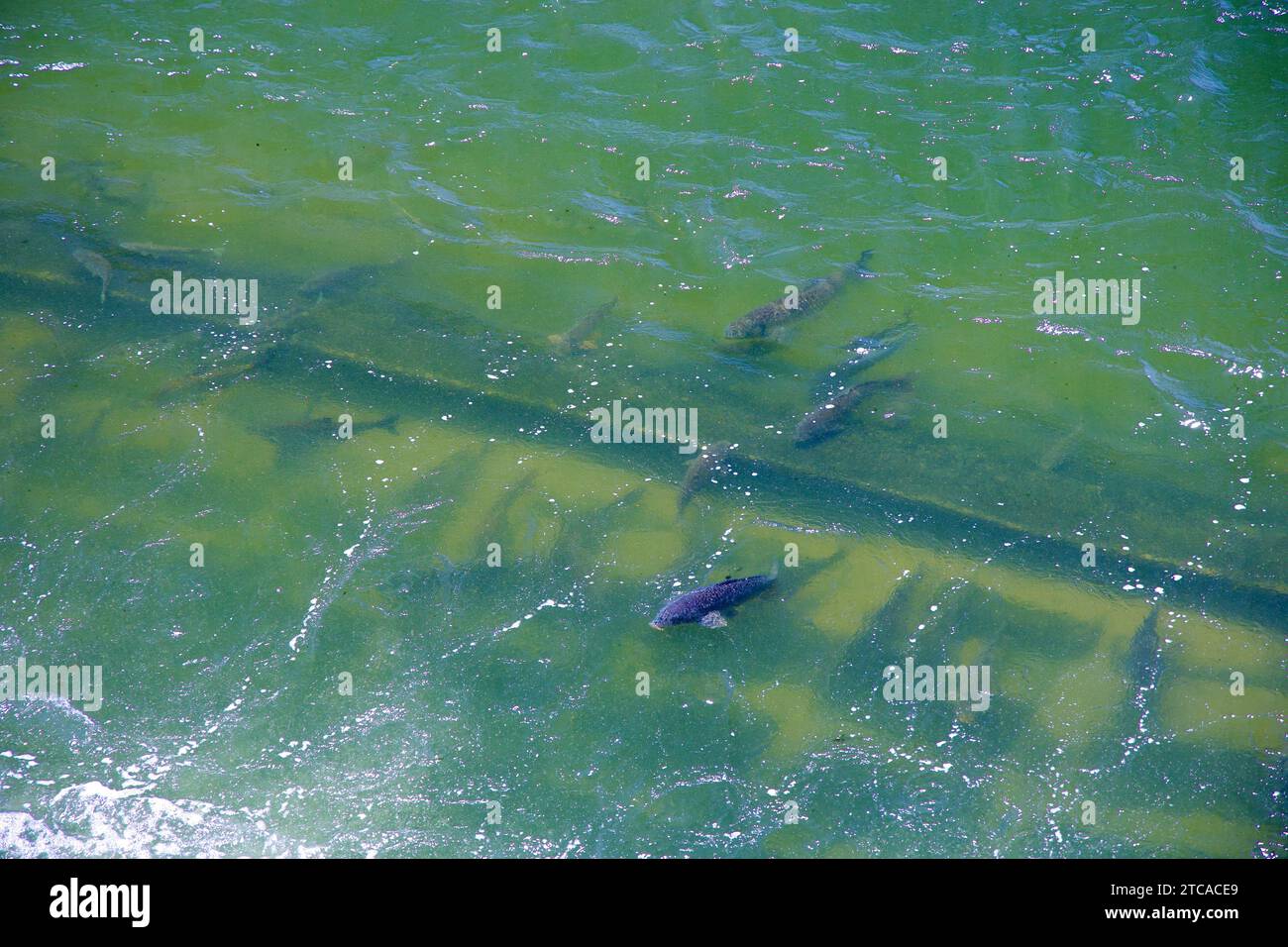 Scorci di pesci vicino alla superficie del torrente Jungnang creano una scena tranquilla e naturale, mettendo in risalto la fiorente vita acquatica in questa serena acqua Foto Stock