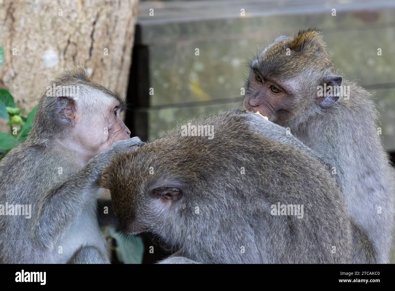 Tre scimmie Macaque a Ubud, Bali, Indonesia. Uno che mangia, uno che gratta la testa a un altro. . Foto Stock