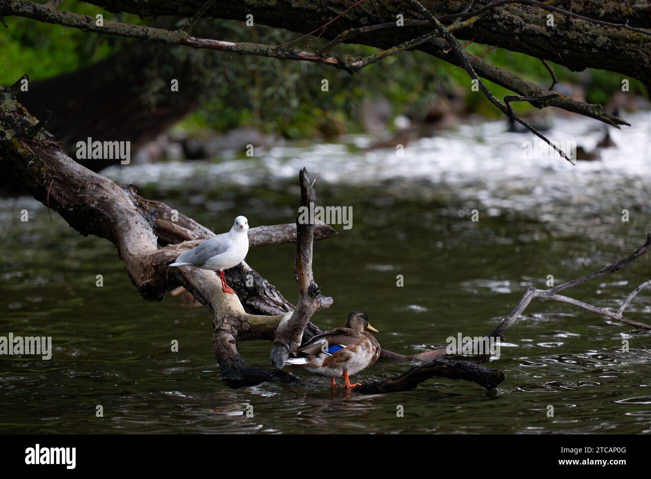 Paesaggio invernale, vecchio albero Foto Stock