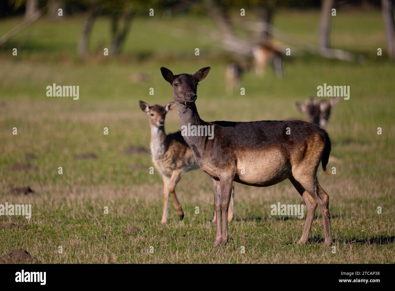 Cervo in una radura. Dama dama Foto Stock